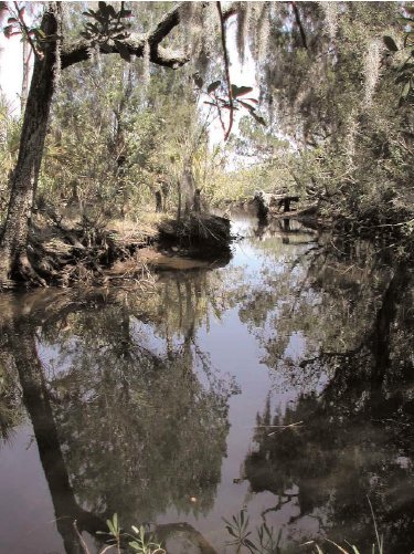 Horseshoe Spring run facing East