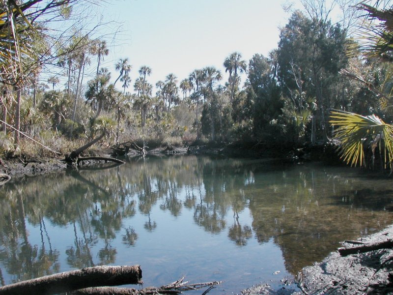 Jenkins Creek Headspring at low tide, facing East