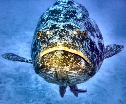 Picture of a Jewfish
