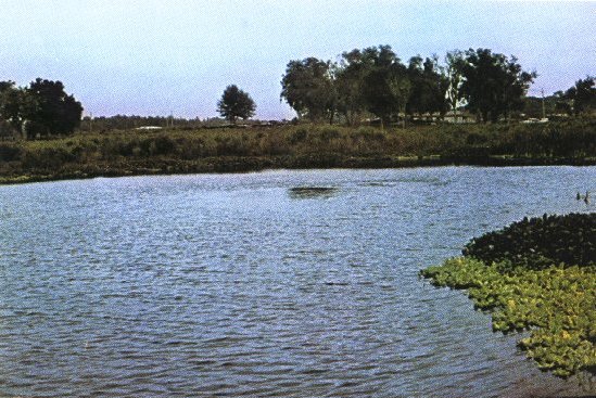 Picture of Lettuce Lake Spring